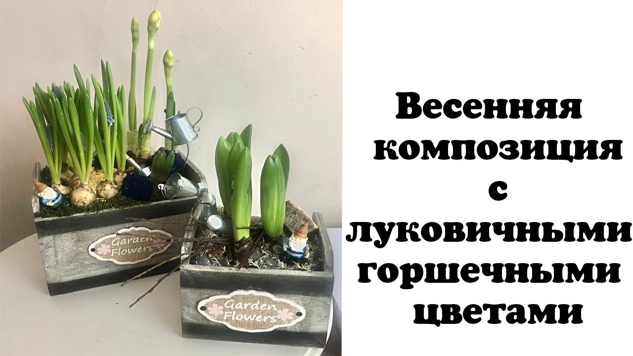 Весенняя композиция с луковичными горшечными цветами. Флористика