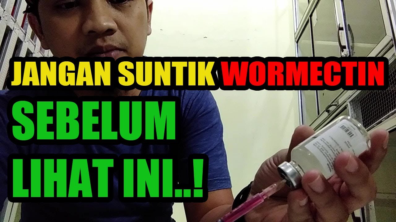 Cara menyuntik dan dosis kucing jamuran menggunakan wormectin