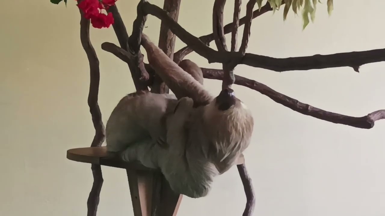 Faultier in der Auffangstation - I like Sloths