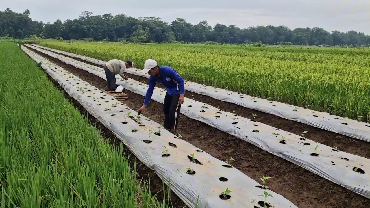NO TOOLS NEEDED! A SMART FARMER'S WAY TO EFFICIENTLY GROW HUNDREDS OF CHILI PLANTS -agriculture