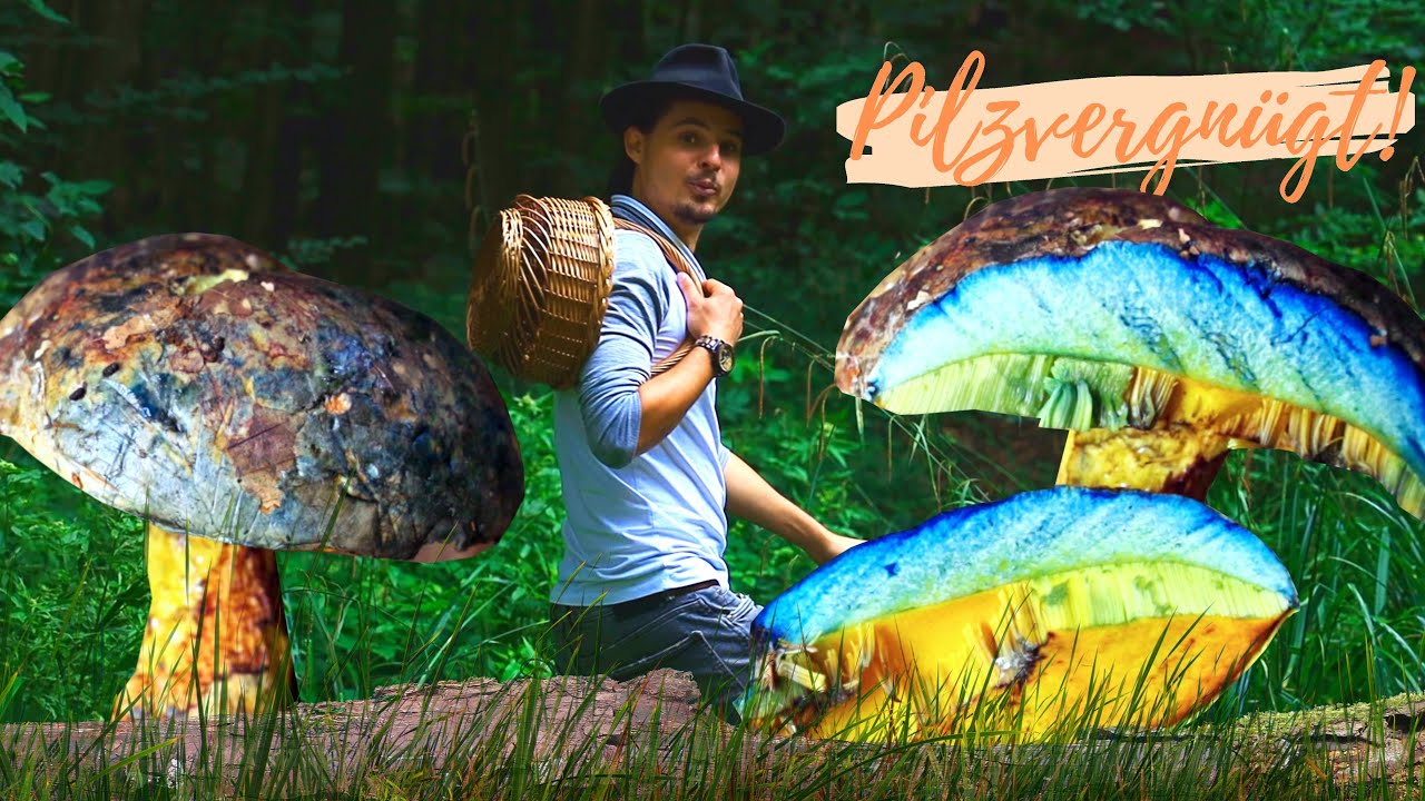 Der IMPERATOR der Steinpilze - der außergewöhnliche Ochsenröhrling 💪  Reishis + blasse Pfifferlinge