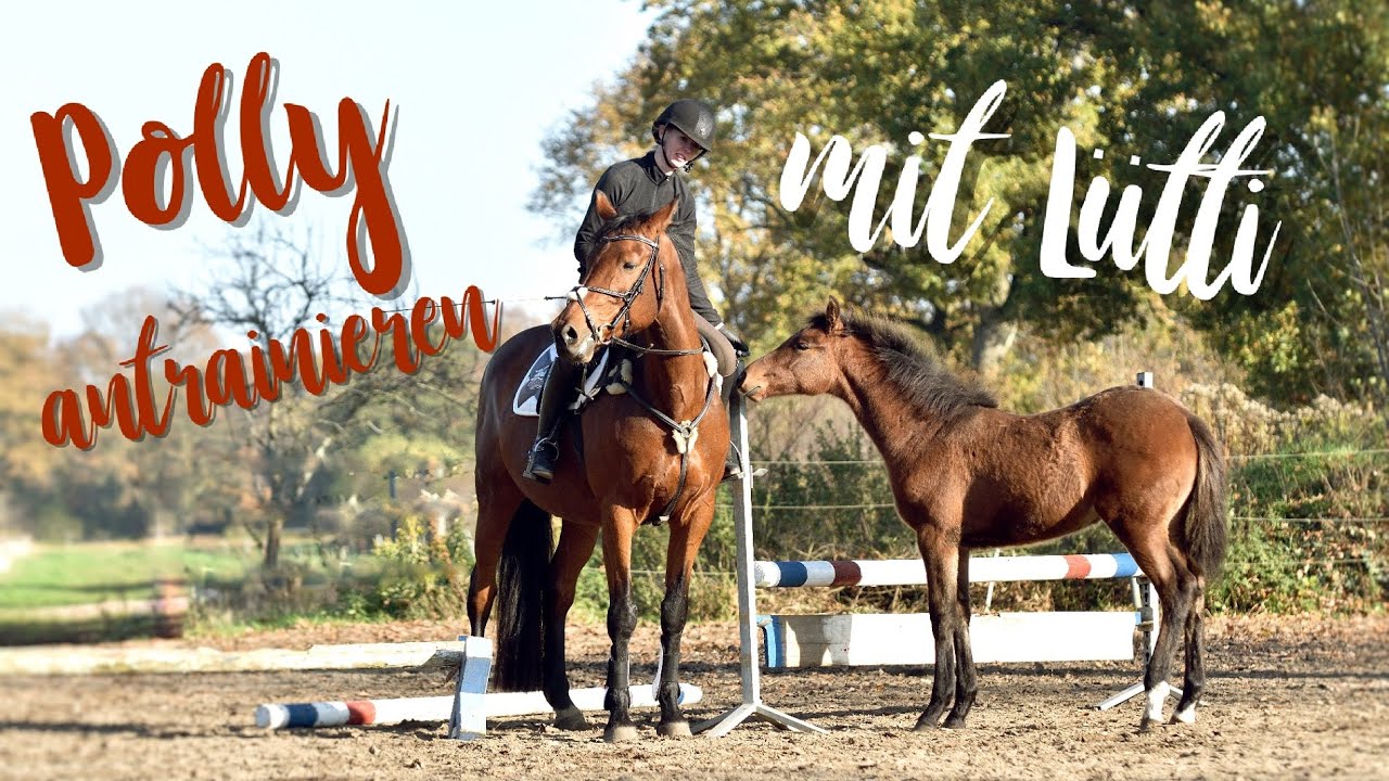 Polly antrainieren I Stute nach Fohlen wieder reiten I Hat mein Pferd was verlernt? I #14/20