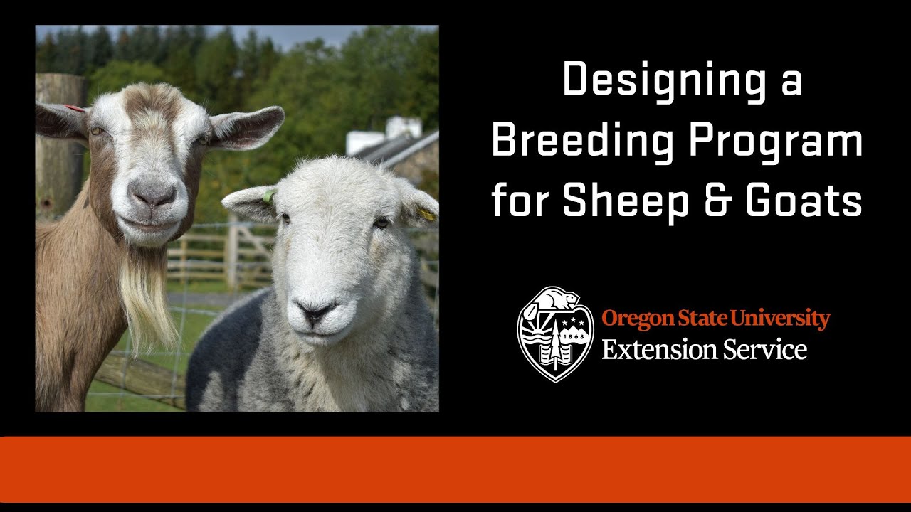 Designing a Breeding Program for Sheep and Goats