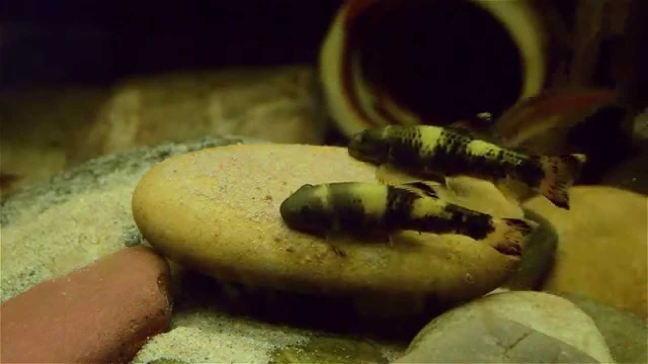 garra flavatra feedingstone