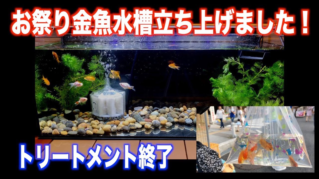 【金魚水槽】お祭り金魚水槽立ち上げました。トリートメント終了。【goldfish】【金魚】