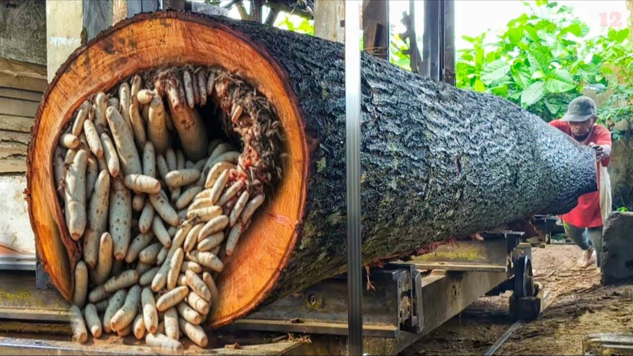 An extreme and dangerous process when sawing giant wood. 