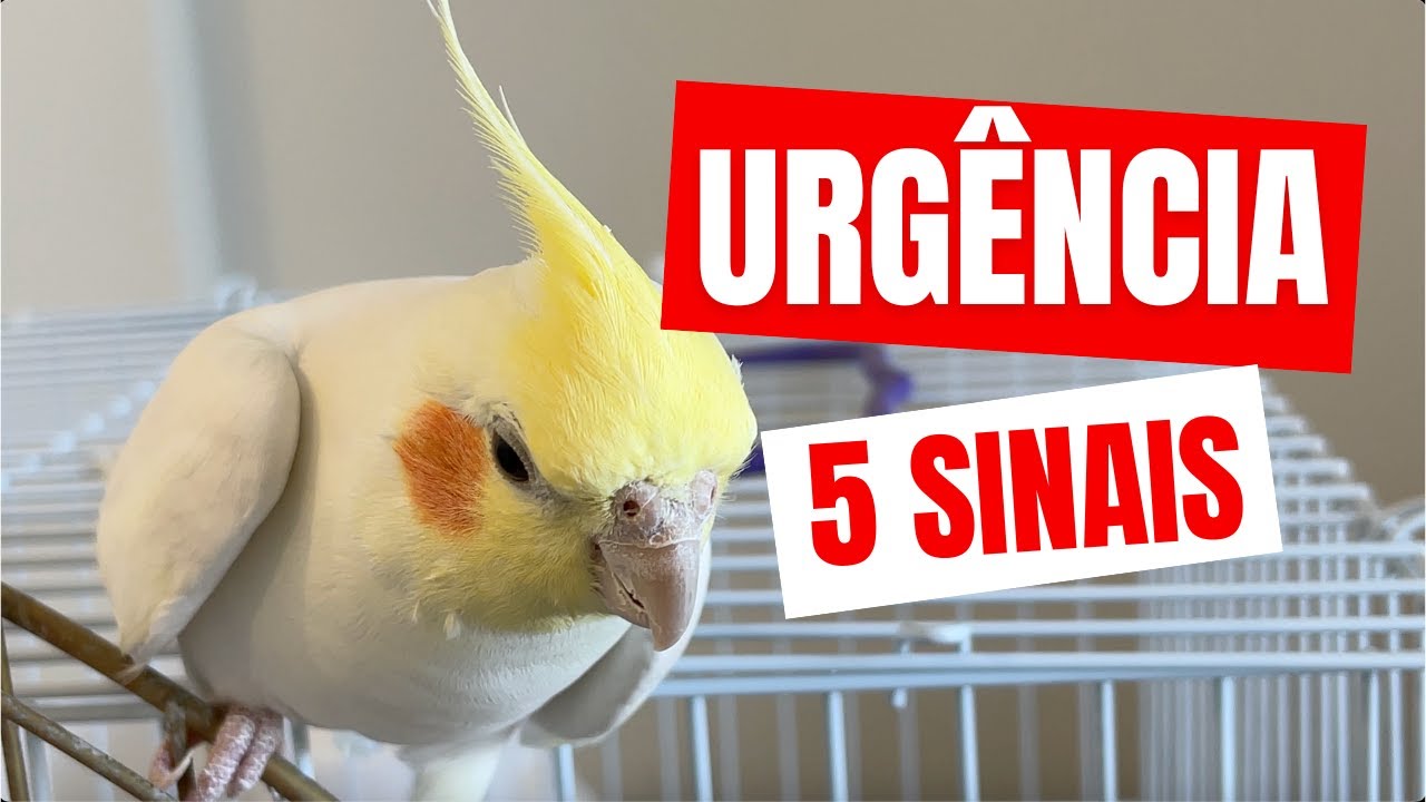 CALOPSITAS | 5 SINAIS DE EMERGÊNCIA