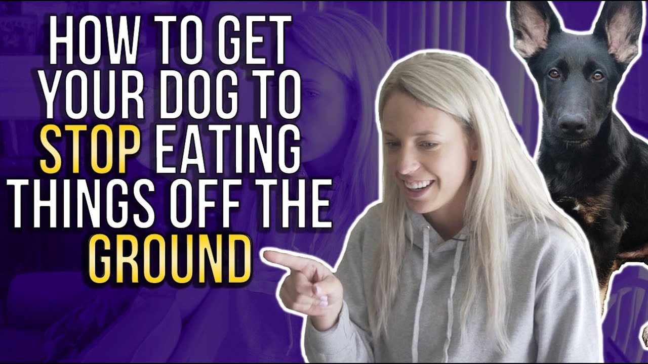 HOW TO GET YOUR DOG TO STOP EATING THINGS OFF THE GROUND