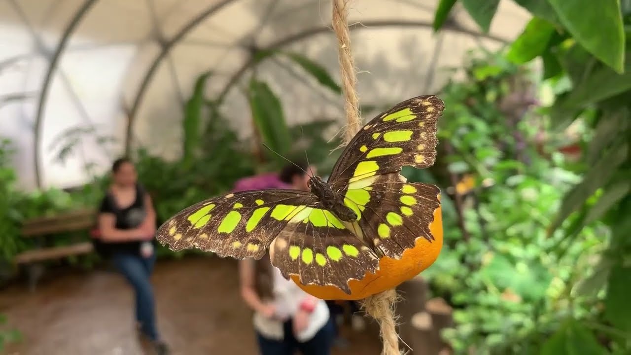 BUIN ZOO TE ACOMPAÑA EN CASA (Recorriendo el Mariposario Tropical)