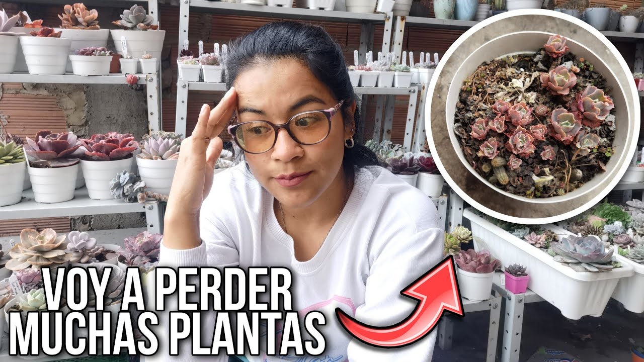 Emergencia suculenta: si no actuo a tiempo pierdo todas estas plantas