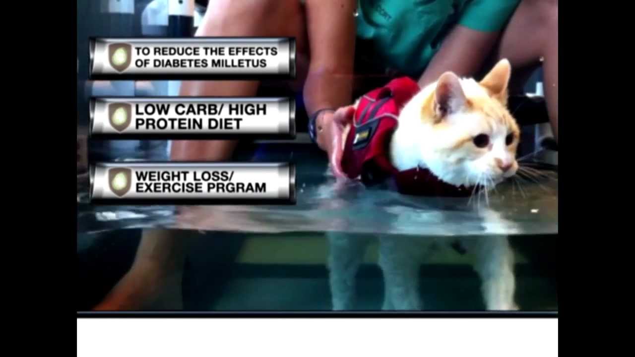 Cats, Weight & Avoiding Obesity - Tips for Keeping Your Cat Healthy from Sage Centers