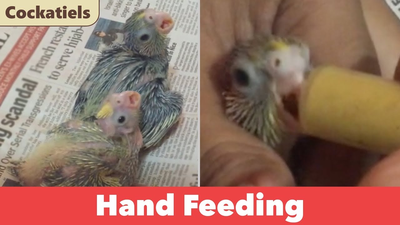 Hand Feeding Baby Cockatiels #cockatiel #parrot #handfeedingbirds #babycockatiel