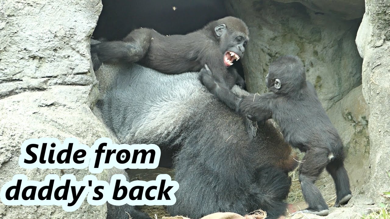 Little gorilla Jabali slid from daddy's back. / 小金剛猩猩Jabali從爸爸背上滑下來😀