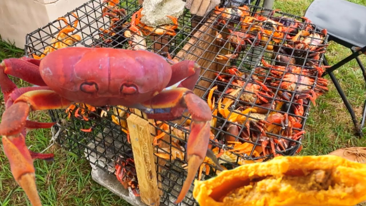 FIRST TIME EATING BAHAMAS GIANT LAND CRAB TRYING OUT JAMAICA BEEF PATTIES