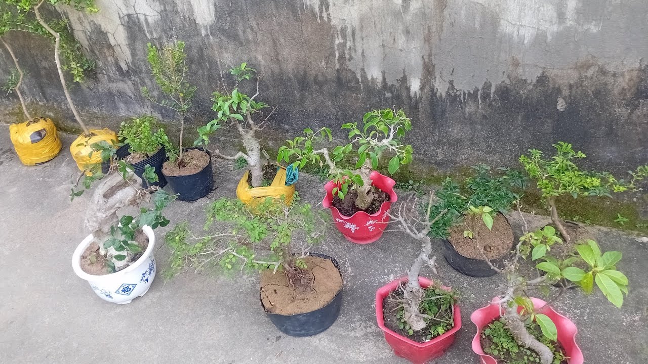 Ngày 27/1 gl bonsai mini giá rẻ bao ship toàn quốc. ZALO 035 9540 980