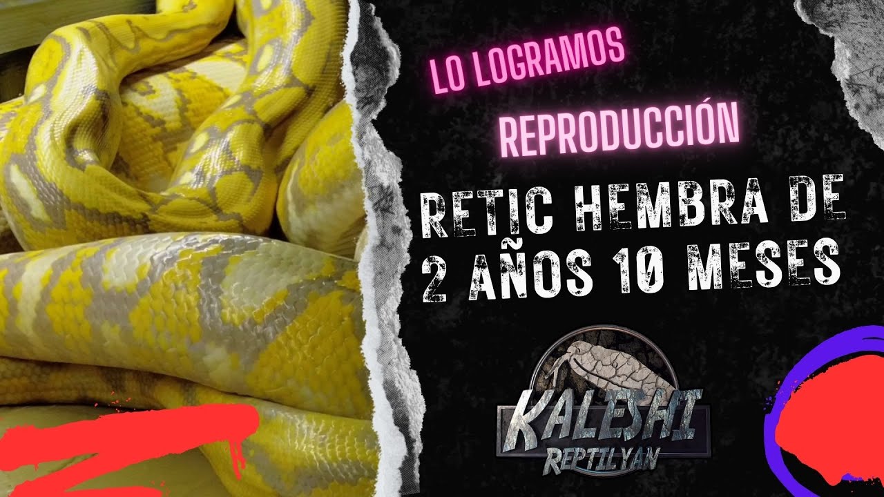 Reproducción de Piton Reticulada de menos de 3 años de edad