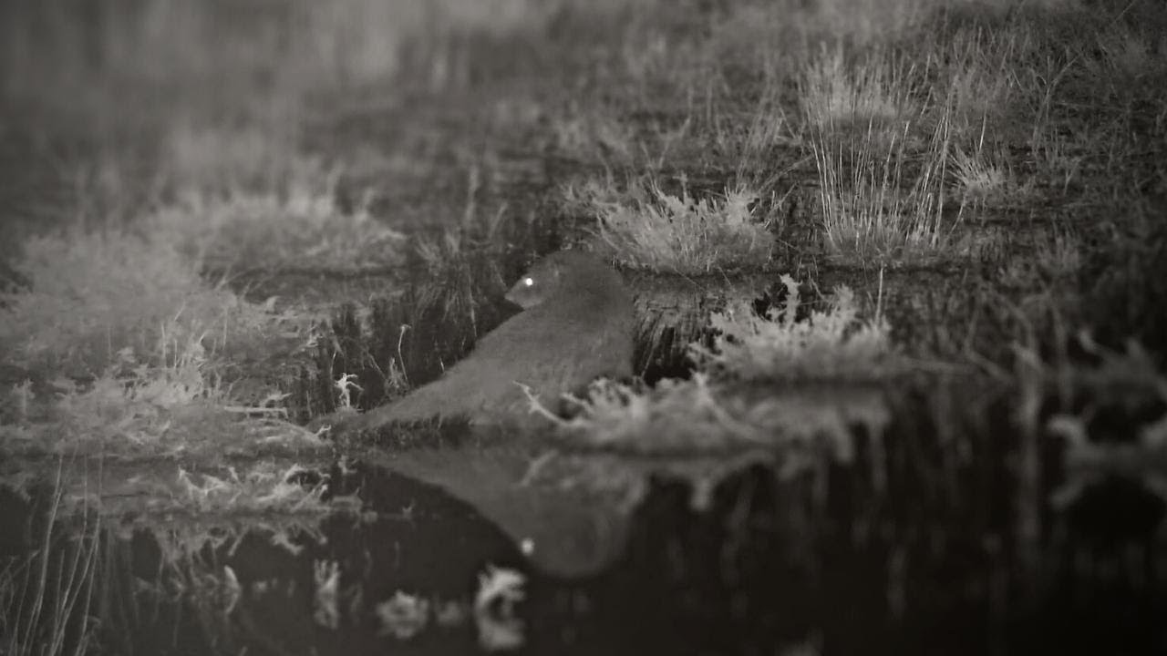 A Water Mongoose