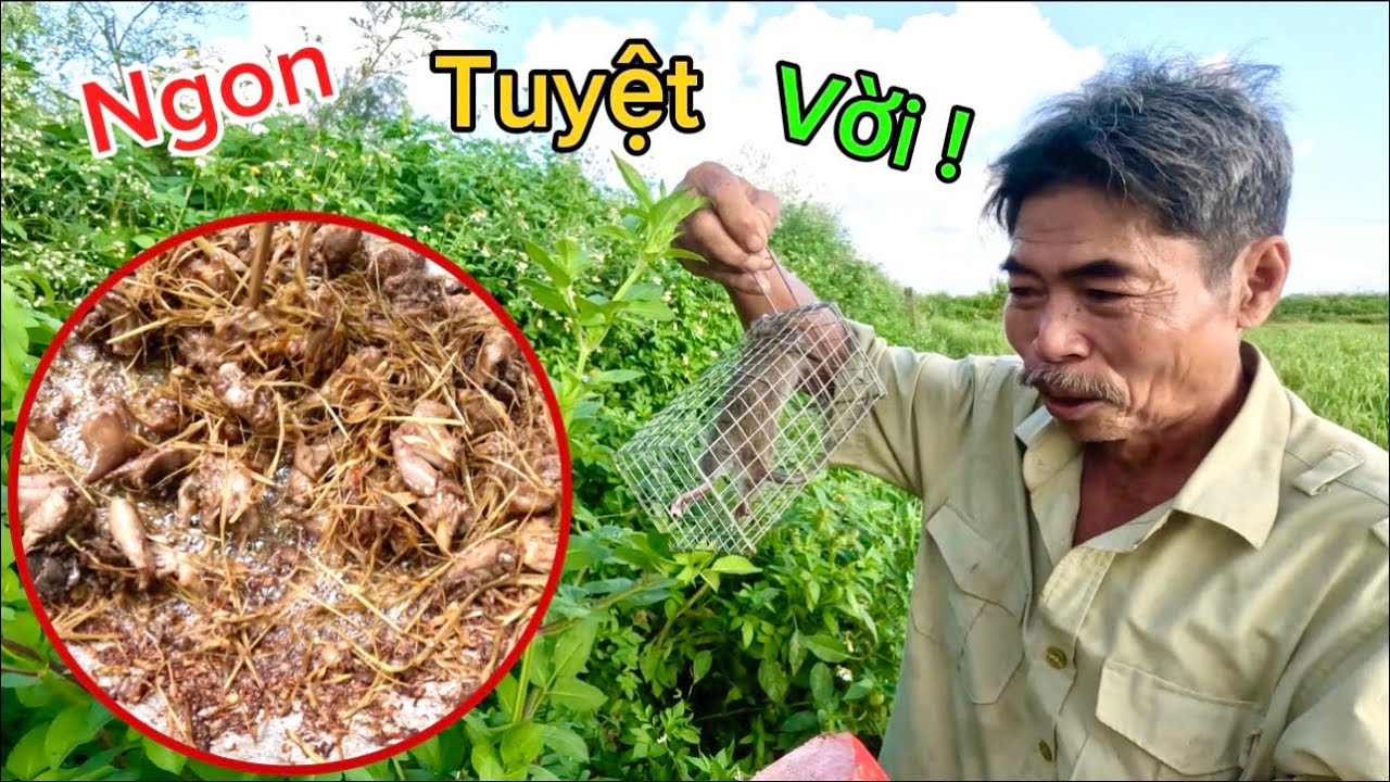 Lần Đầu Ăn Thử Món Chuột Xào Xả Ớt Và Cái Kết | Bác Thông Hôm Nay Bẫy Chuột Đỉnh Quá | HUY ANH TV