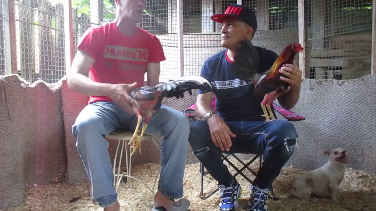 gallo cubano