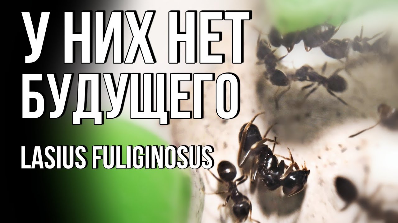 Lasius Fuliginosus без будущего... // Неужели конец был так близок? #2