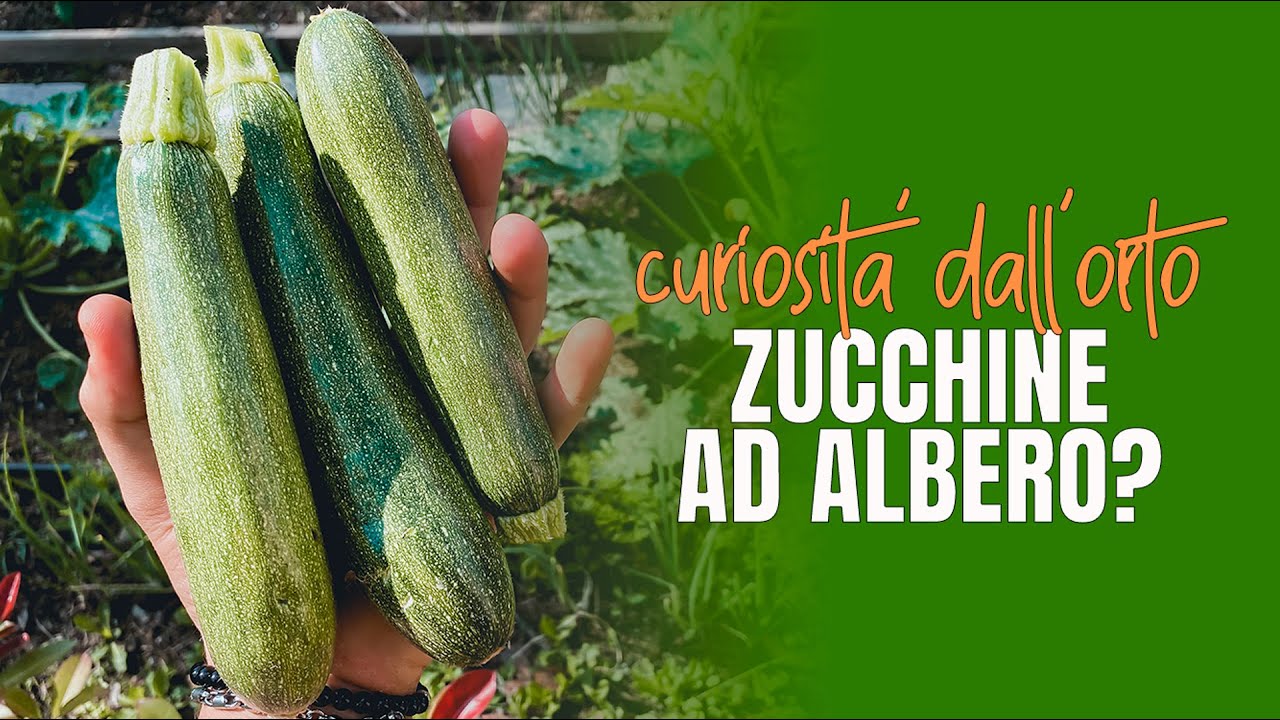 Metodo (RARO) di coltivazione delle zucchine - Orto fai da te