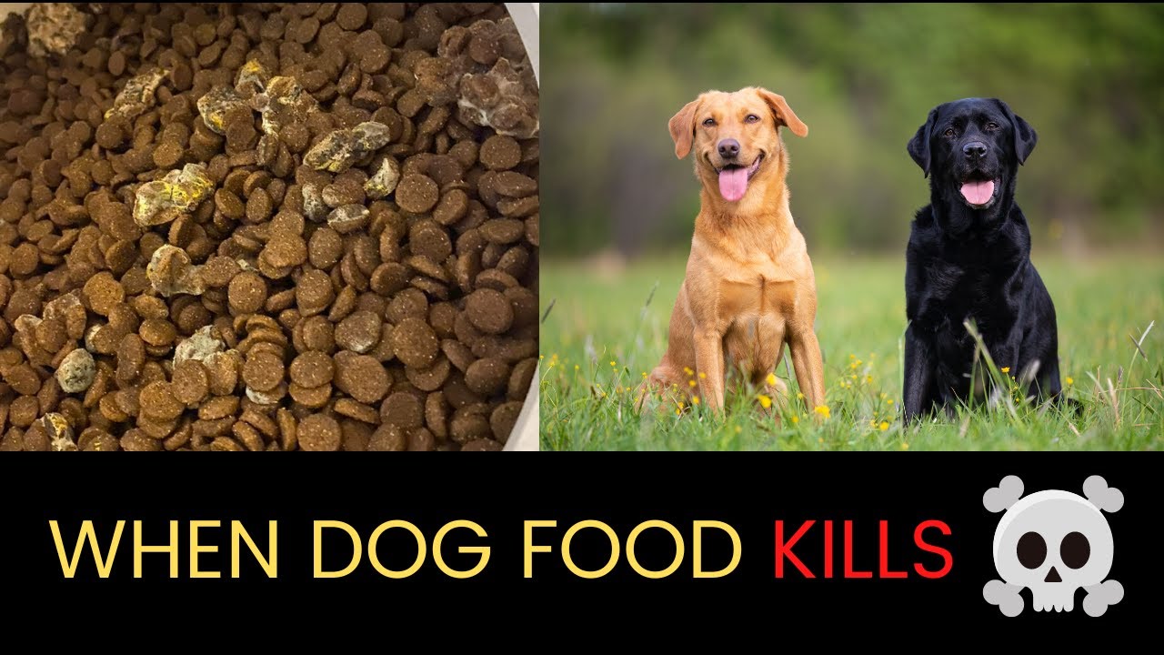 Don't Let Moldy Toxic Dog Food Kill Your Dog