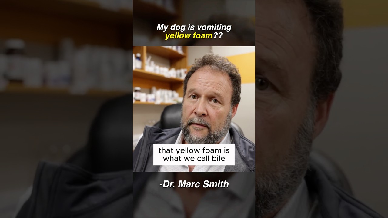 Why Dogs Vomit Yellow Foam | Marc Smith, DVM, MS Explains