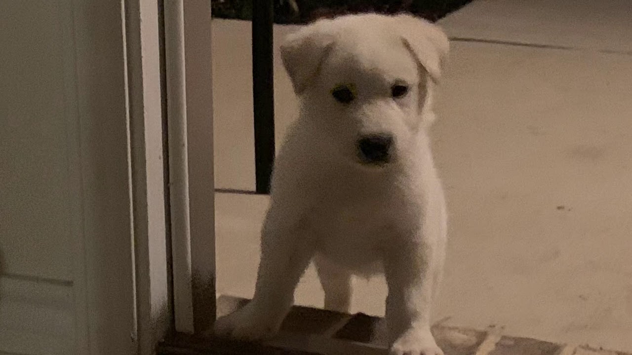 Bolt the Huskador My Husky-Lab 🐶 Puppy
