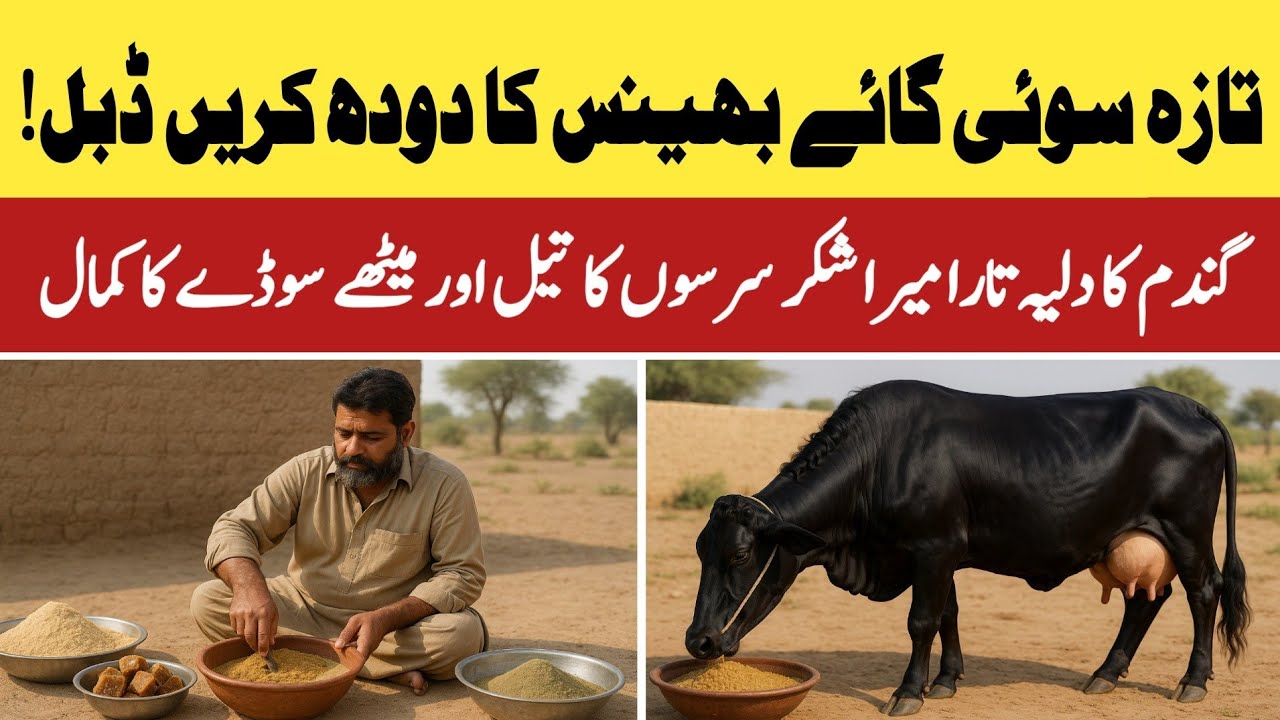 Secret Formula to Double Cow & Buffalo Milk Production | Boost Dairy Farm Profits Fast