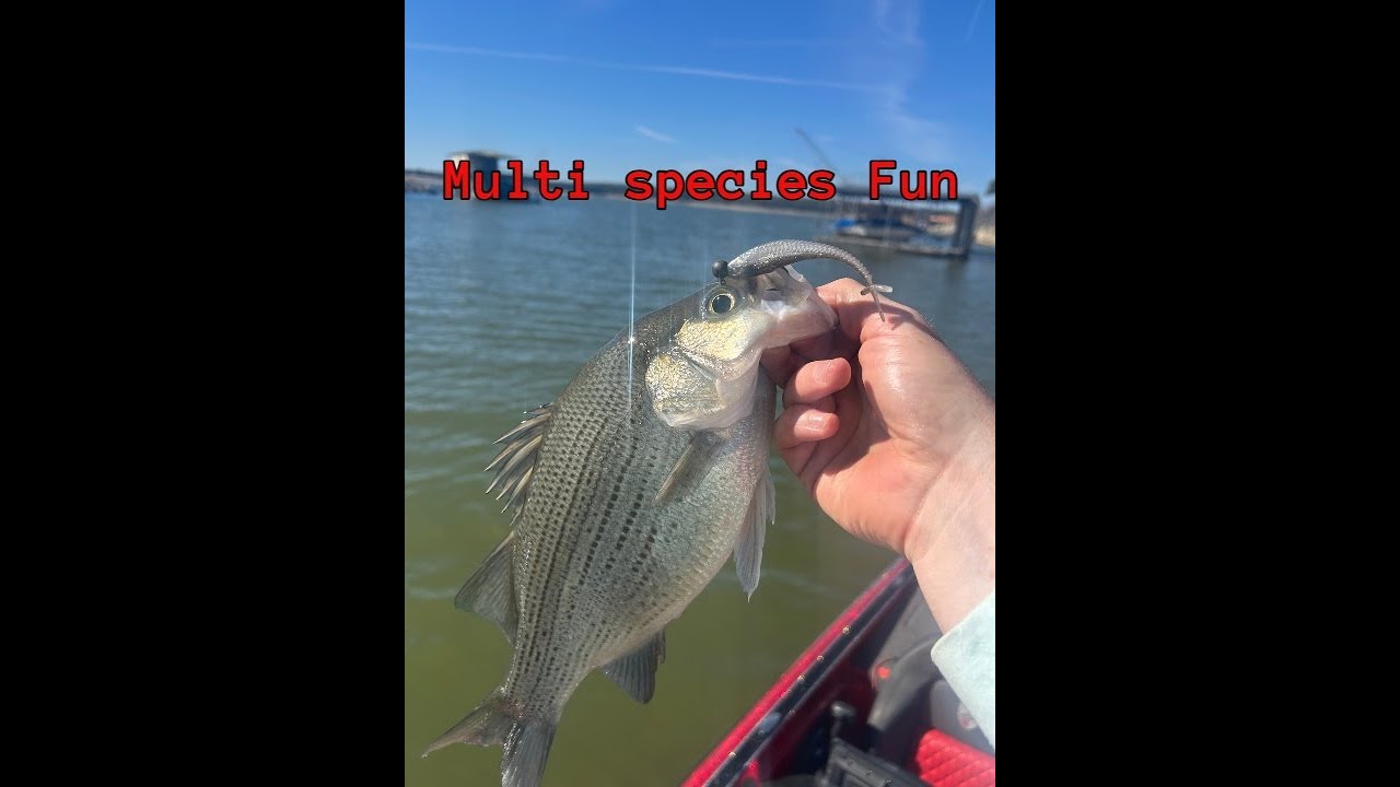 Multi Species beat down on lake Travis, With an extra little Blooper for yall to roast me over.
