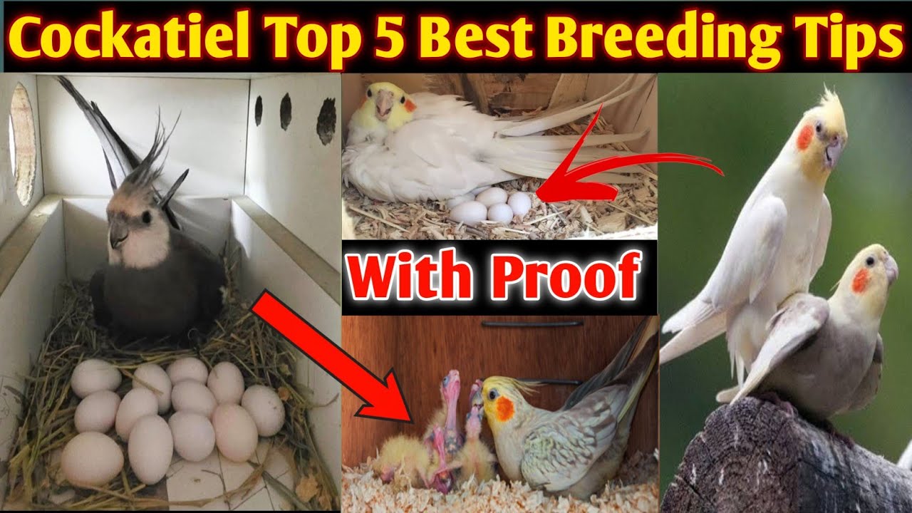 Cockatiel Birds Breeding Tips | Cockatiel Birds Food, Box & Cage Size | Cockatiel Breeding Formula