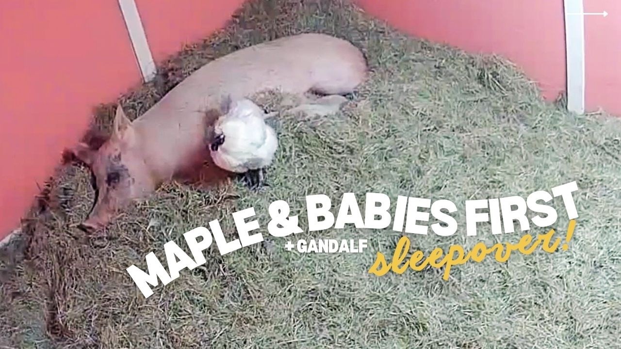 Rescued Pig & Her New Adopted Babies Have Their FIRST Sleepover! 🐷💤