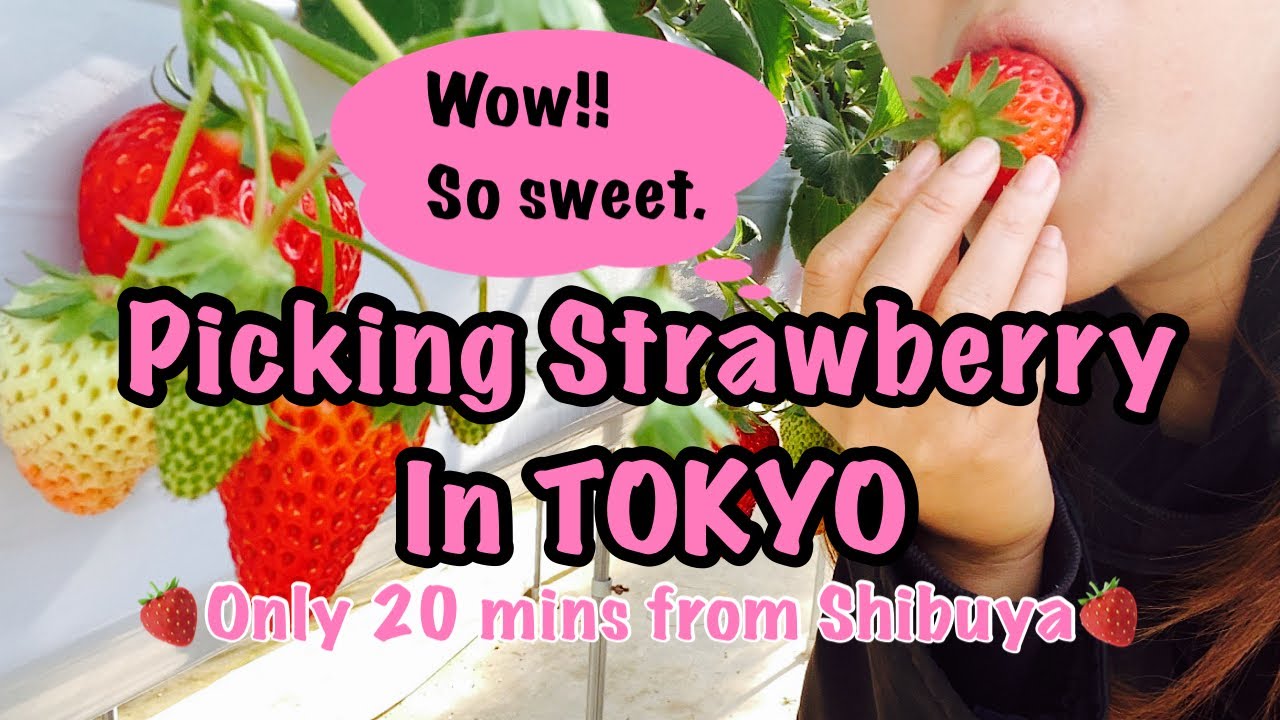 YOU CANNNOT MISS!!! Picking Strawberry in TOKYO!!
