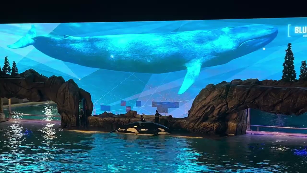 Orca Encounter | February 16th, 2024 | San Diego