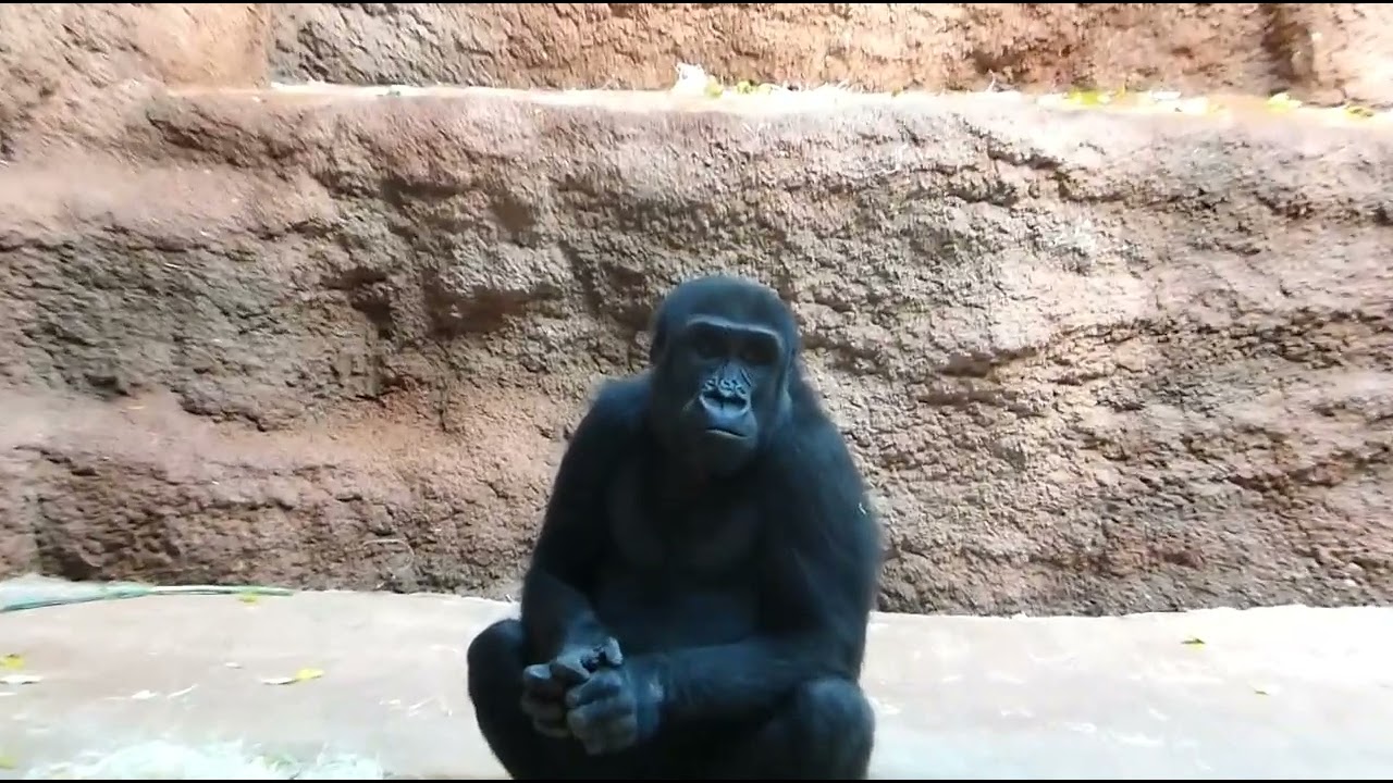 Clever Ajabu....how to get through the door to the new gorillas? / Ajabu a hledání druhé dvojice