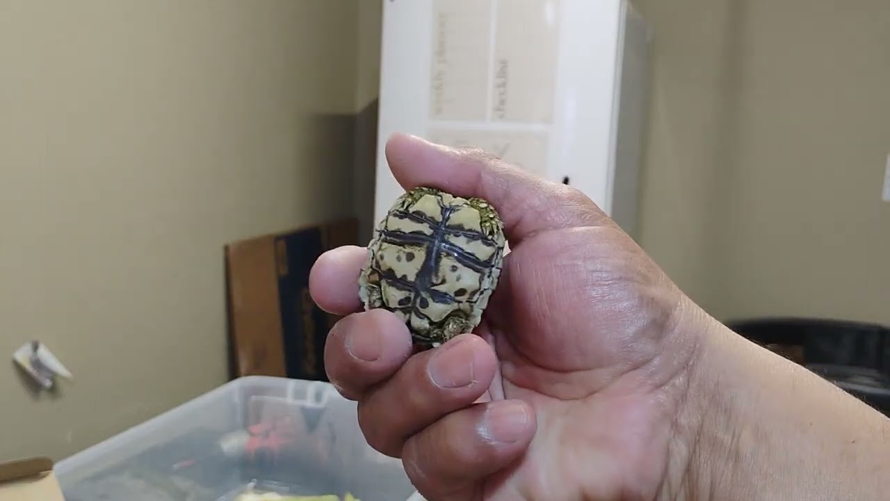 What's up here at Our Leopard Tortoises 