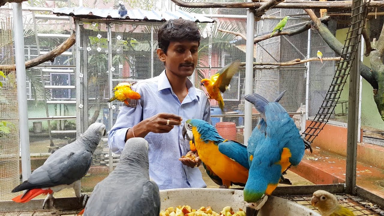 Time Table of Different Foods & Seeds For Birds Parrots / Monk Parakeet Breeding Tips.