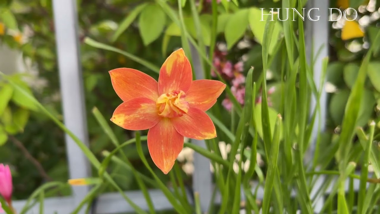 HD Hybrid Flower