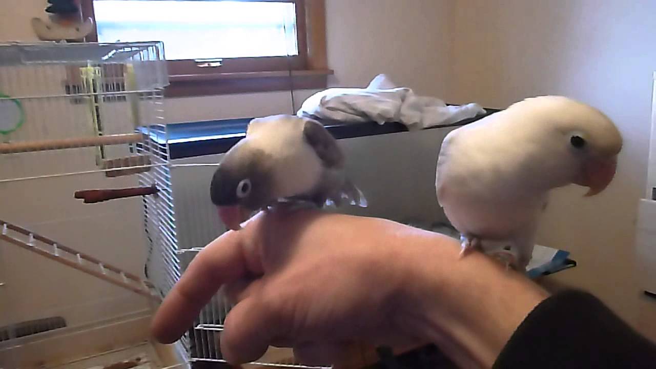 Lovebird Training -1st Day Gaining Trust