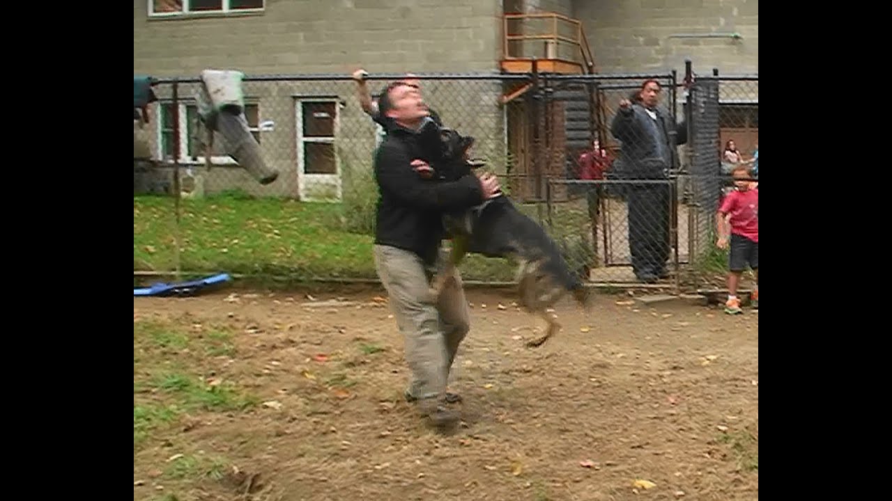 Attack Trained Dutch Shepherd and German Shepherd (K9-1.com)