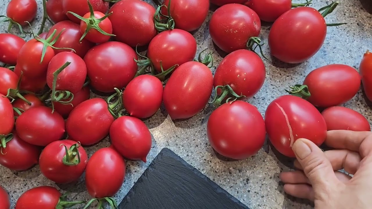 🍅Tomaten Sorten'25🍅TARASENKO "ROSE" und "LEGENDE"/Тарасенко розовый и легенда.
