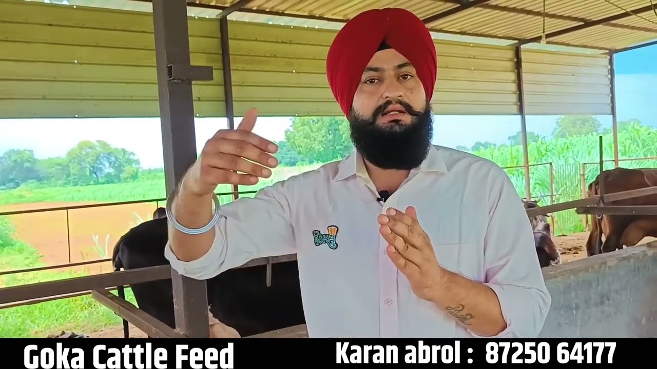 Goka Feed Cattle Feed : Mooo-tiful Nutrients for Happy Cows 🐄