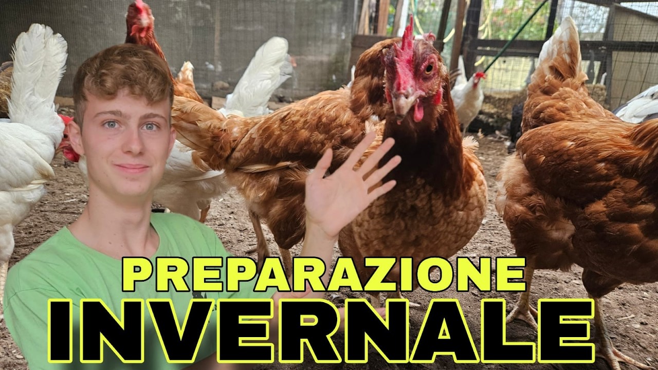 Galline al Caldo! 🐔 Come Proteggerle dal Freddo Invernale