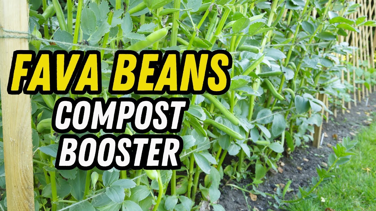 Fava Bean Compost Booster | How I Turn My Plants Into Free Fertilizer
