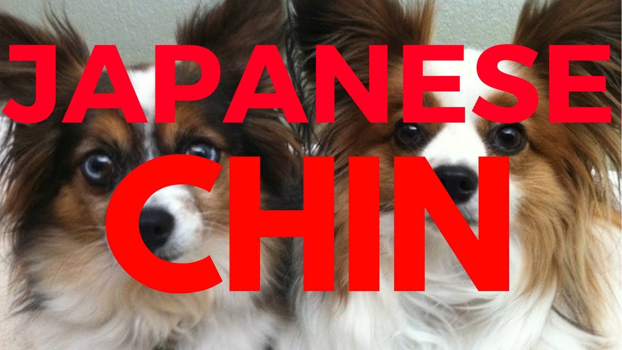 Do You Love Amazing  Japanese Puppies?