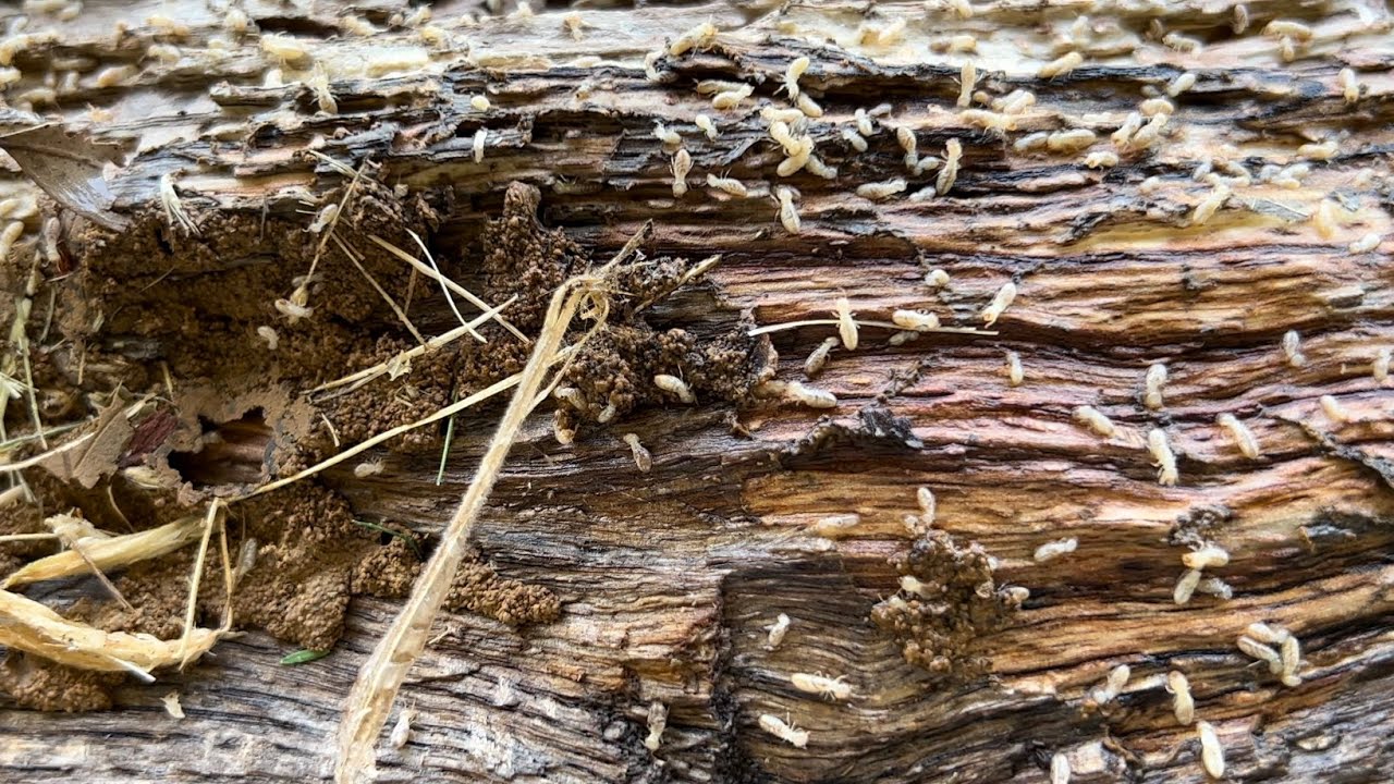 Killing Termites With Cypermethrin