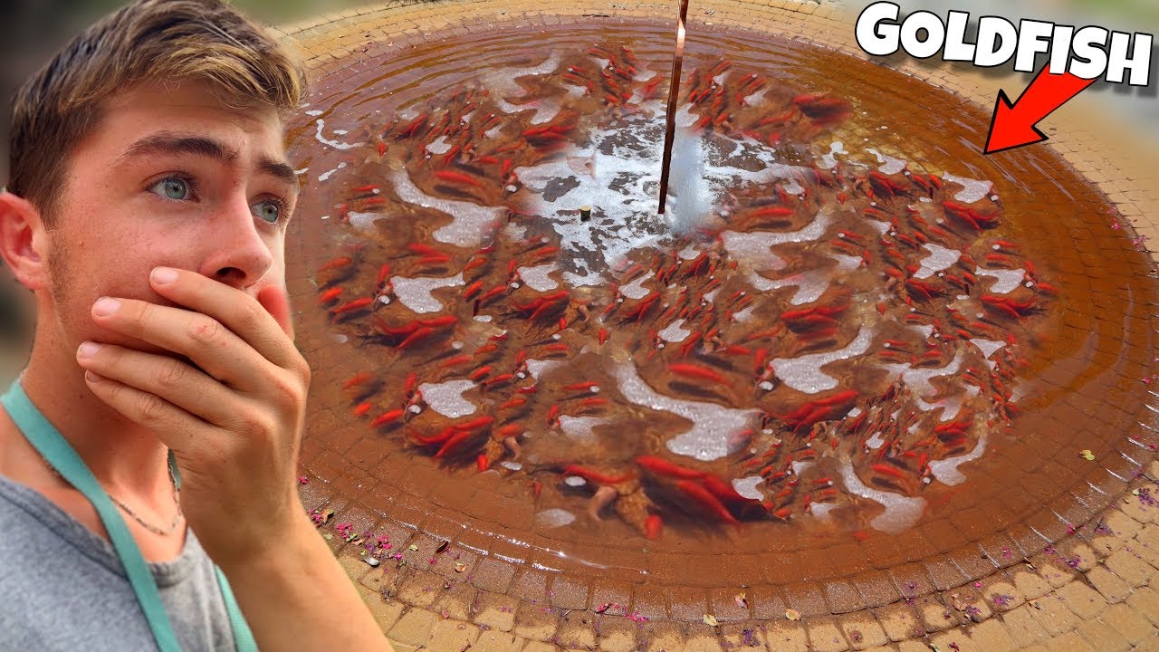 Rescuing Goldfish Out Of NEIGHBORHOOD FOUNTAIN?! (RESCUE MISSION)