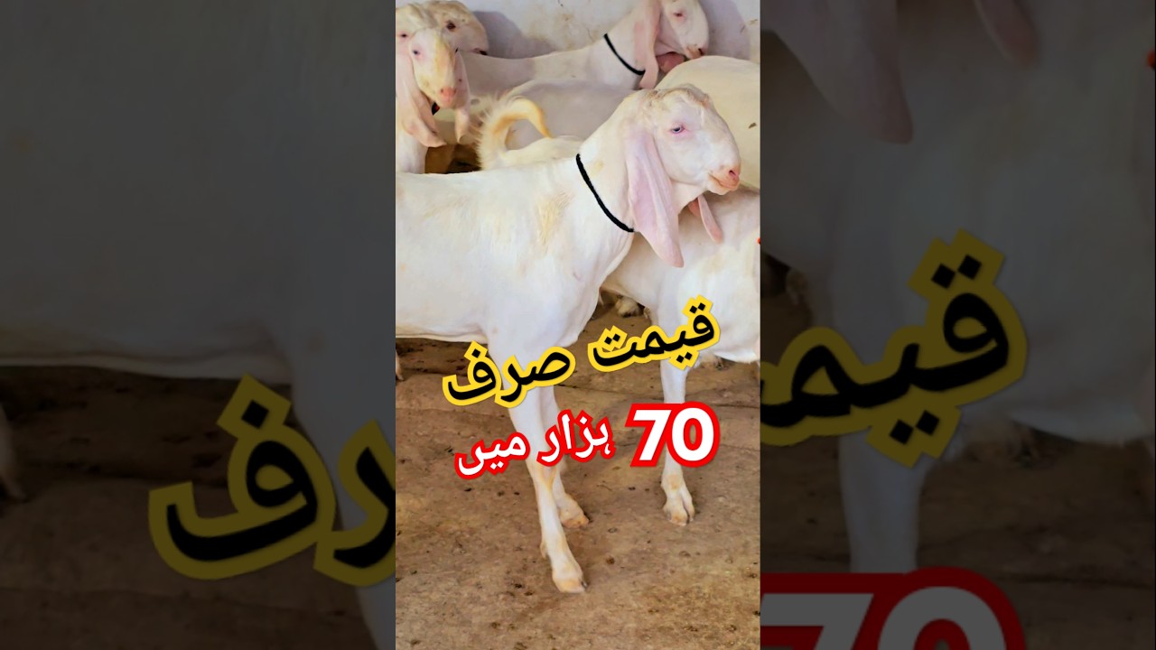 Dera Ghazi Khan Mandi Sasta Bada bakra 2025 Farma k&oacute;z Sabir według trend&oacute;w wideo według Twojego s...