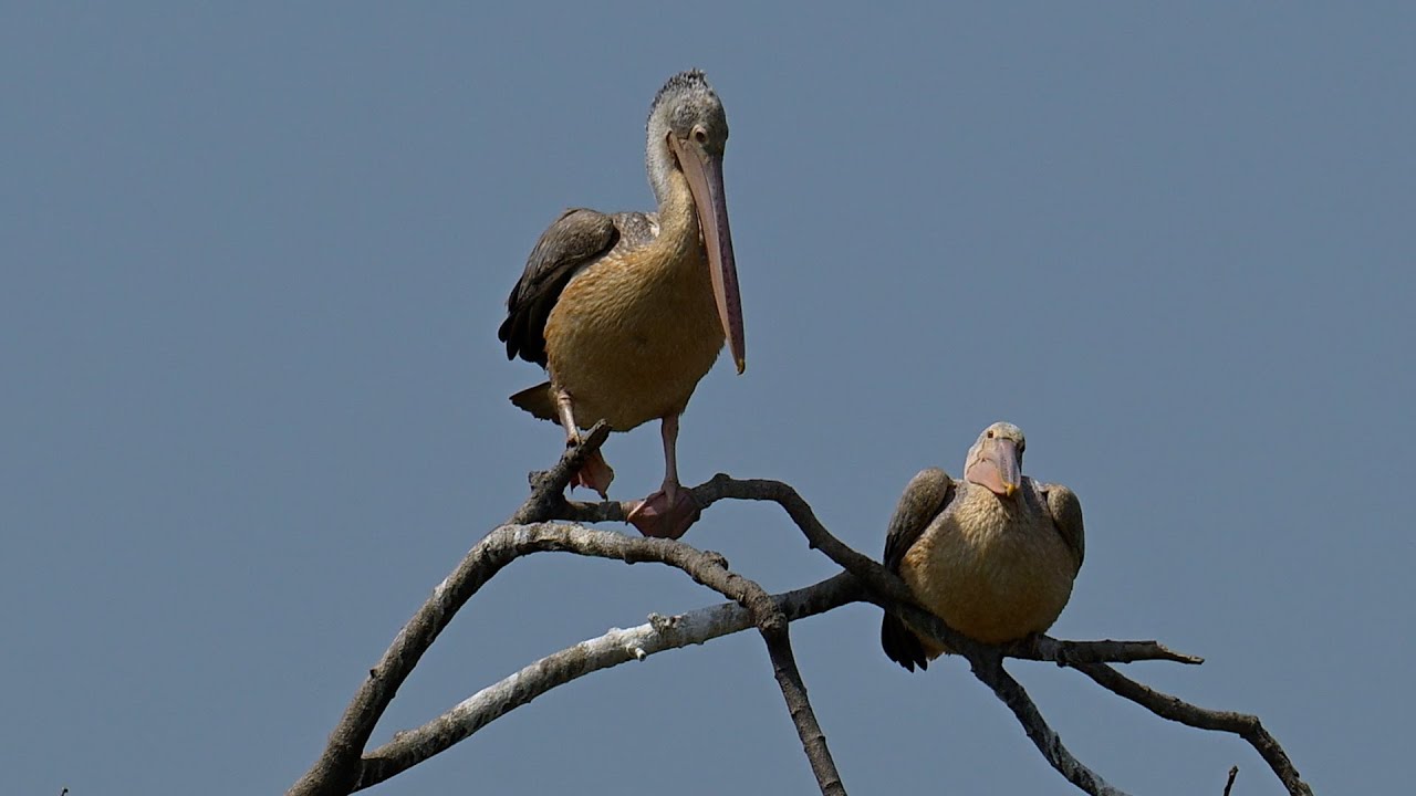 Bird Crane Hiding in Flooded Forest  Bird City and Bird Home 0014
