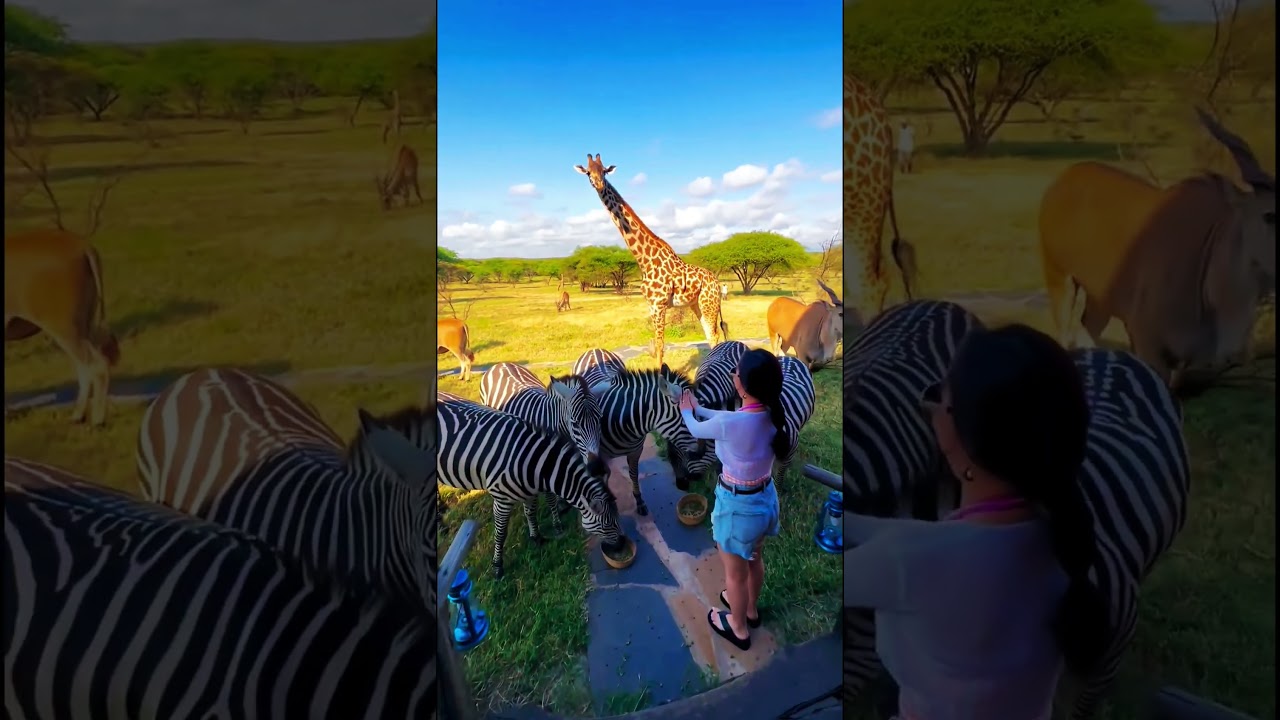 hotel of dreams #Tanzania #kilimanjaro #safari #Africa #nature #view #animal #giraffe #zebra #savan
